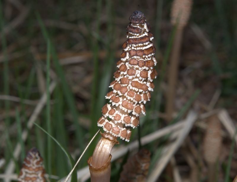 Equisetum arvense